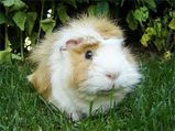 Guinea Pigs As Pets â€“ Pet Care & Tips
