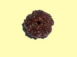 What Rudraksha Mukhi Should You Wear