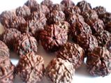Rudraksha Mukhi Benefits-8 Mukhi to 13 Mukhi