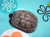 Greek Tortoise â€“ Tips To Care For Your Pet