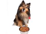 Natural Diet For Dogs