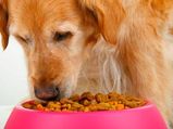 What To Feed Golden Retrievers?