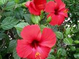 Hibiscus, A Flower For Health