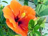 Gardening Different Types Of Hibiscus