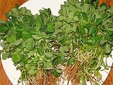 Nutritional Benefits Of Fenugreek Leaves