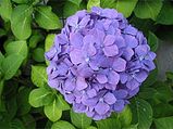 Growing, Maintaining And Pruning Hydrangeas