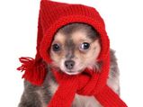Winter Care Tips For Dogs