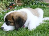 Saint Bernard Dog Care & Tips