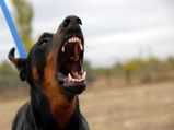 How To Handle Aggressive Dog Behavior?