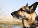 Tips On German Shepherd Diet & Nutrition Plan