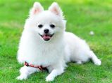 Tips On Pomeranian Exercise & Training