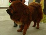 Why Is Tibetan Mastiff The Most Expensive Dog?
