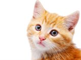 Top 5 Most Expensive Cat Breeds