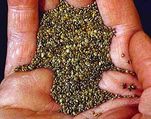 Chia Seeds â€“ The Next Vegetarian Super Food?