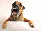 The Top 5 Most Dangerous Dog Breeds!