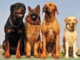 Manly Dogs: Top 5 Dogs For Men