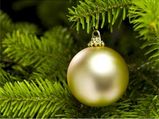 Top 5 Christmas Tree Types For Decoration