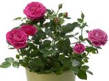Tips To Grow & Maintain Rose Plants Indoors