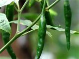 How To Grow Hot Chillies In Your Garden?