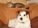 Dogs Versus Cats: Which Make Better Pets?