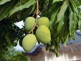 How Mangoes Aid To Weight Loss?