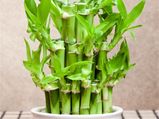 Care For Bamboo Plants