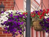 Basket Gardening In Your Home
