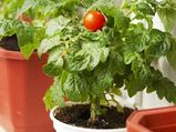 Make Your Own Kitchen Garden