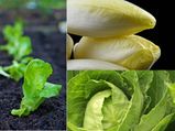 Grow Salad Greens At Home