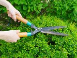 5 Different Ways To Prune Your Plants