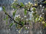 Ways To Use Rains For Your Garden