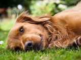 Remedies To Cure Dog's Upset Stomach