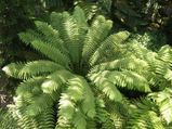Boston Fern: A Corner Plant