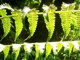 Lemon Button Fern: The Fencing Fern
