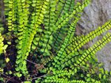Australian Sword Fern: The Basket Fern