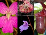 5 Carnivorous Plants To Grow