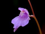 Utricularia: Can Grow In Almost All Climate