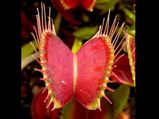 Venus Flytrap: Most Popular Carnivorous Plant