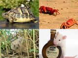 5 Unusual Pets To Keep