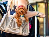 Flying Abroad With Your Pet Dog?