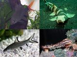 Types Of Sharks To Keep In Aquariums