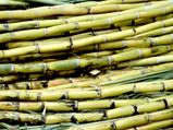 Makar Sankranti 2020: Let's Understand The Spiritual Significance Of Sugarcane