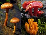10 Colourful Mushrooms To Grow At Home
