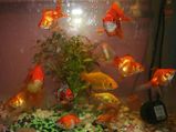 Types Of Goldfish For Your Aquarium