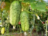 Gardening Tips To Grow Cucumber Plants