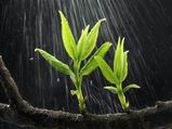 Ways To Use Rainwater For Garden Plants