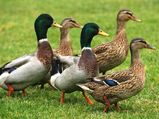 Do You Want To Own Pet Ducks At Home?