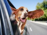 Easy Pet Dog Traveling Tips For You