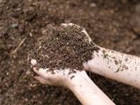 10 Best Homemade Fertilisers