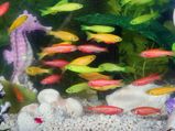 Types Of Aquarium Fish For Good Luck